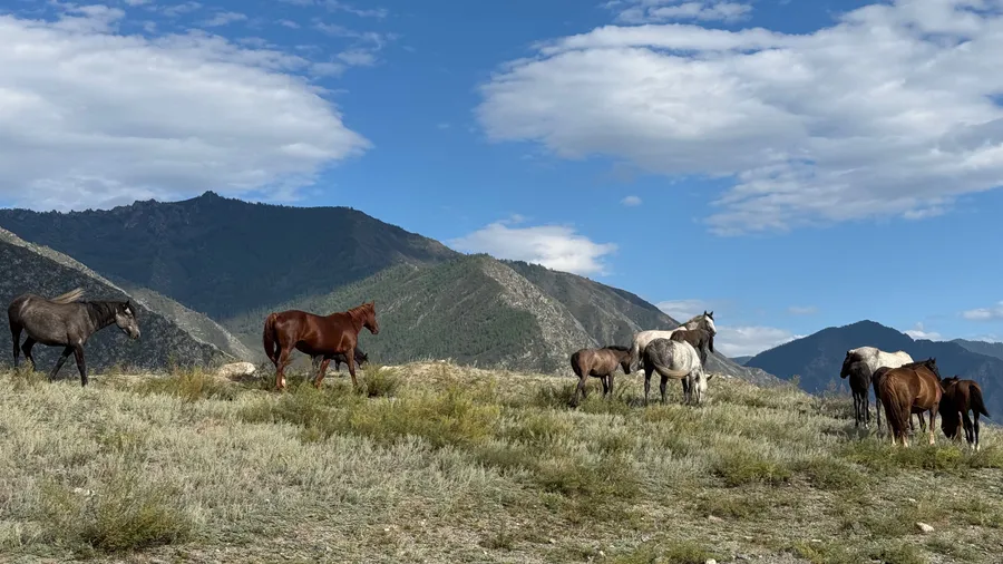 Altai